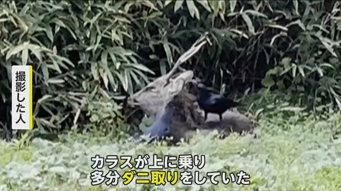 (FNN投稿サイト「ビデオPost」)
