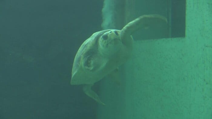 片足を失っても、生きる力を失わなかったアカウミガメの「リブ」