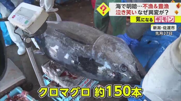 超高級魚・クロマグロが豊漁(新潟・佐渡市 2月27日撮影)