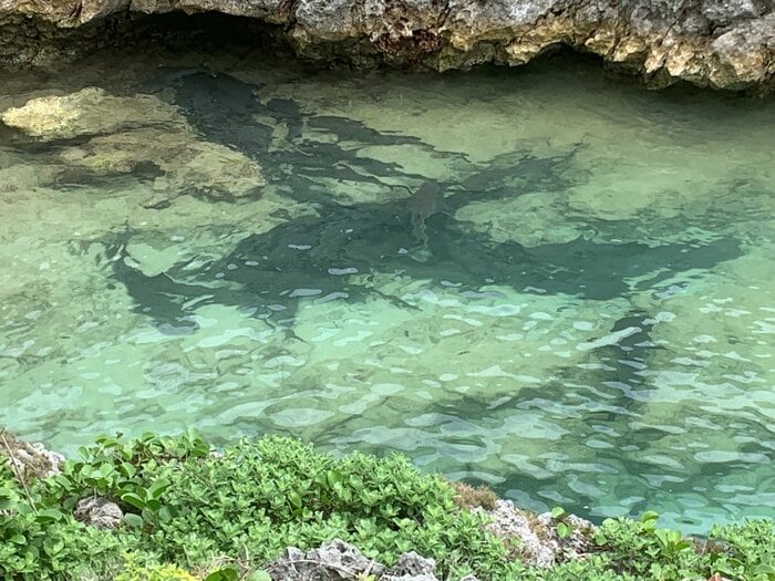 南島 上陸した岩場の近くに複数のサメ