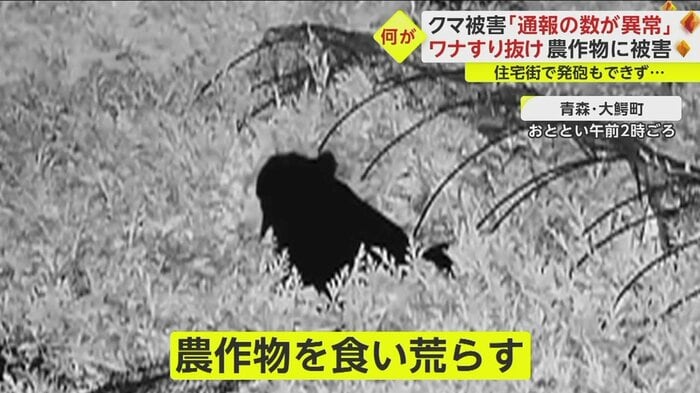 クマは農作物を食い荒らした