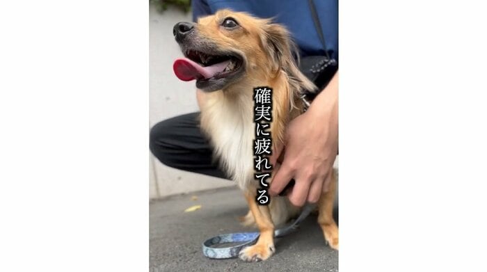こたろうくんも途中、疲れた様子を見せた時もあった(提供:@kotarohesoten)