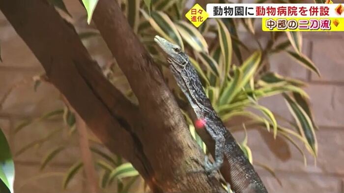 リビングからペットを観賞できる