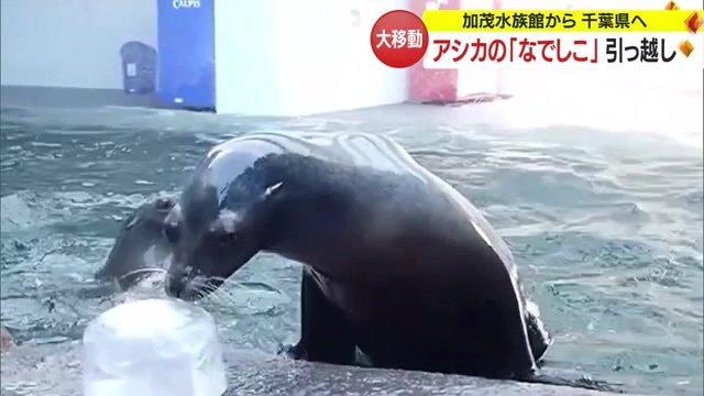 名前の由来は「なでしこジャパン」