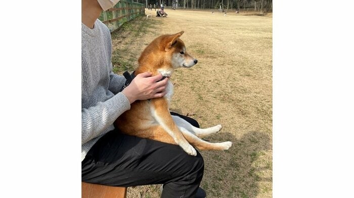 飼い主さんの膝の上にちょこんと座っている