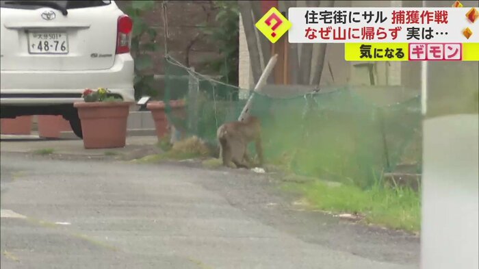 ネットの下をくぐろうとするサル