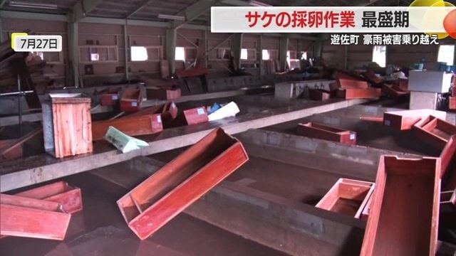 大雨によってふ化に使う箱が流され散乱