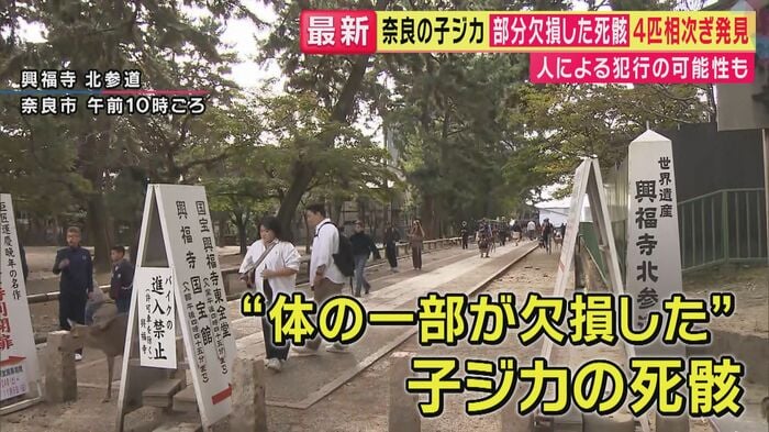 子ジカの死骸が見つかった表参道(関西テレビ「旬感LIVEとれたてっ!」より)
