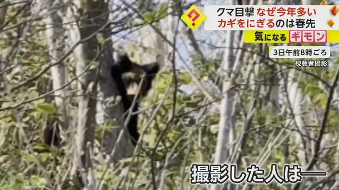 木の間から顔を出したクマがこちらを見ている