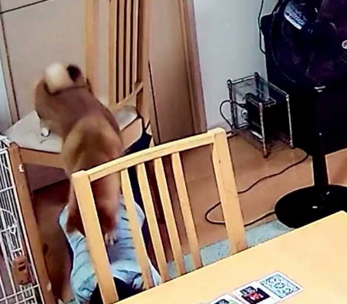提供:柴犬勇者むぎさん