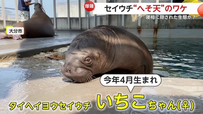 水から顔をのぞかせるいちこちゃん(提供:大分マリーンパレス水族館「うみたまご」)