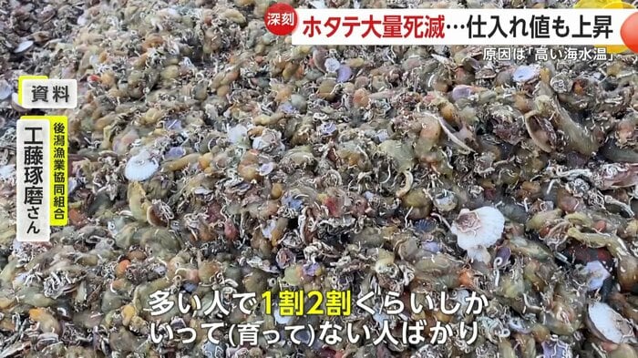 青森・陸奥湾ではホタテが壊滅的ダメージ