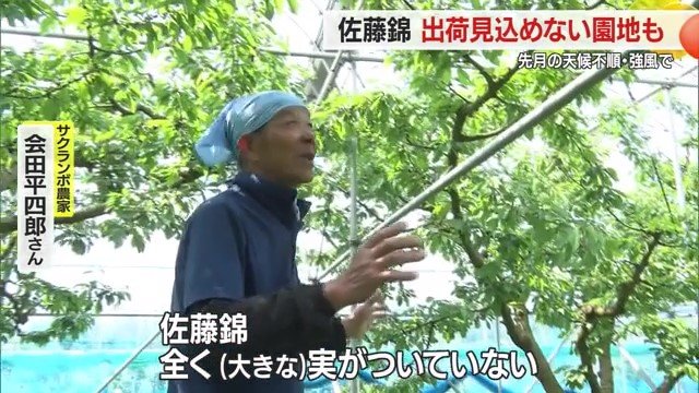 「まったく実がついていない」とガッカリした様子で話す会田さん