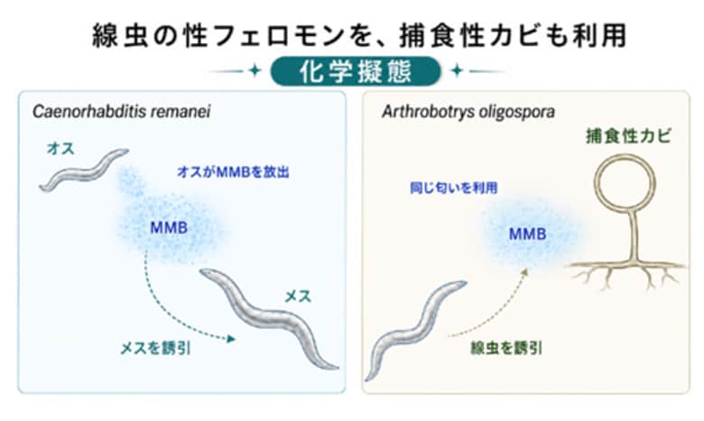 捕食者の罠は「恋の匂い」だった ～線虫で初めて「空気中を漂う性フェロモン」を同定～