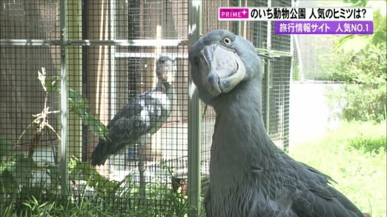 “人気ランキング日本一”の動物園は高知にあった  イベントやコスパ…口コミから見える魅力とは｜FNNプライムオンライン