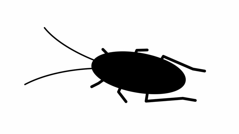 天井裏に150匹も…茶褐色の巨体で無数にうごめく「ワモンゴキブリ」が都内で増殖中。殺虫剤も効きにくい駆除業者泣かせの生態｜FNNプライムオンライン