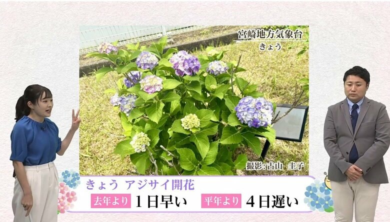 アジサイの開花が発表された　アジサイの「花」ってどこ？実はかきわけていったところに「真花」が…気象予報士が解説｜FNNプライムオンライン
