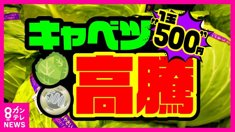 「1玉500円超え」も…　高騰するキャベツ価格が家計を直撃　平年の3倍以上の異常事態はいつまで続くのか｜FNNプライムオンライン