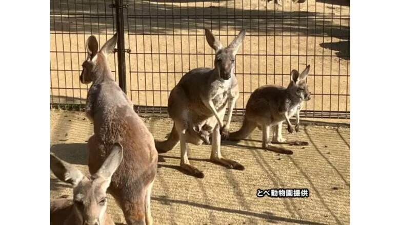 袋からひょっこり！とべ動物園でアカカンガルーの赤ちゃん確認「探すのもおもしろい」【愛媛】｜FNNプライムオンライン