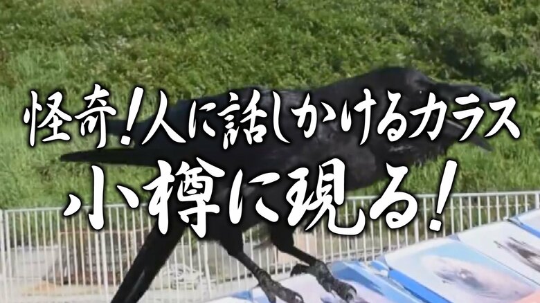 【話しかけてくる!?謎のカラス】再生回数は驚異の1000万回超え おたる水族館に出現 知能高く頭が良いカラス 脳の重さは…人間に近い？｜FNNプライムオンライン