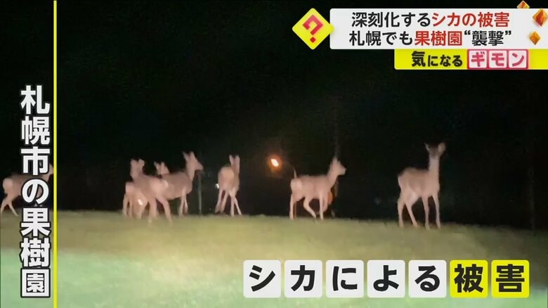被害額は年間45億円にも　北海道で深刻化する“シカの被害”　100年の歴史ある果樹園も“決断”迫られ頭抱える　｜FNNプライムオンライン