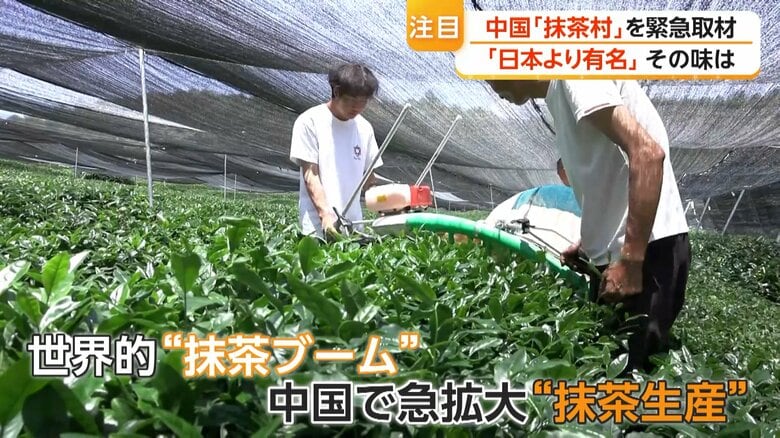 「強力なライバル」中国産抹茶が攻勢　日本の栽培法学び半額以下で大規模生産　専門家「政府としても力を入れている」｜FNNプライムオンライン