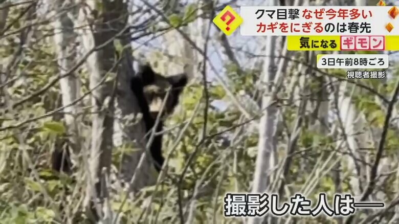 木の間から顔を出したクマがこちらを見ている