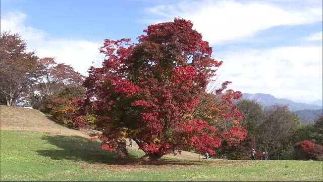 『七色大カエデ』鮮やかに 樹齢250年 長野・池田町の紅葉の名所 27日の県内は青空広がる