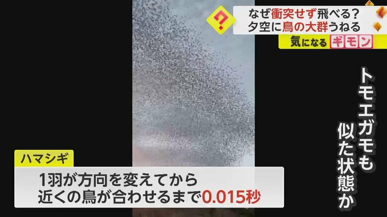 16日、午後6時20分に佐賀・嬉野市で撮影されたトモエガモの大群
