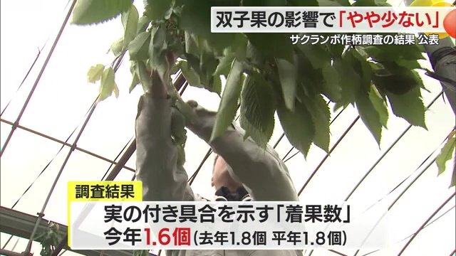 サクランボの作柄調査の様子
