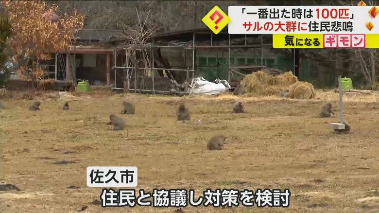 落ちた稲穂を拾っているとみられる多数のサル