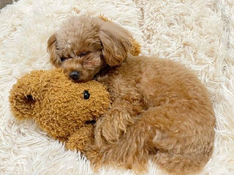 ぬいぐるみと一緒に