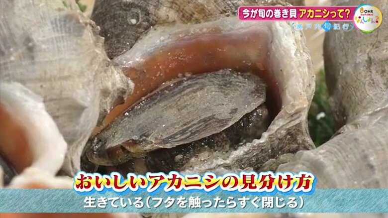 おいしいアカニシの見分け方