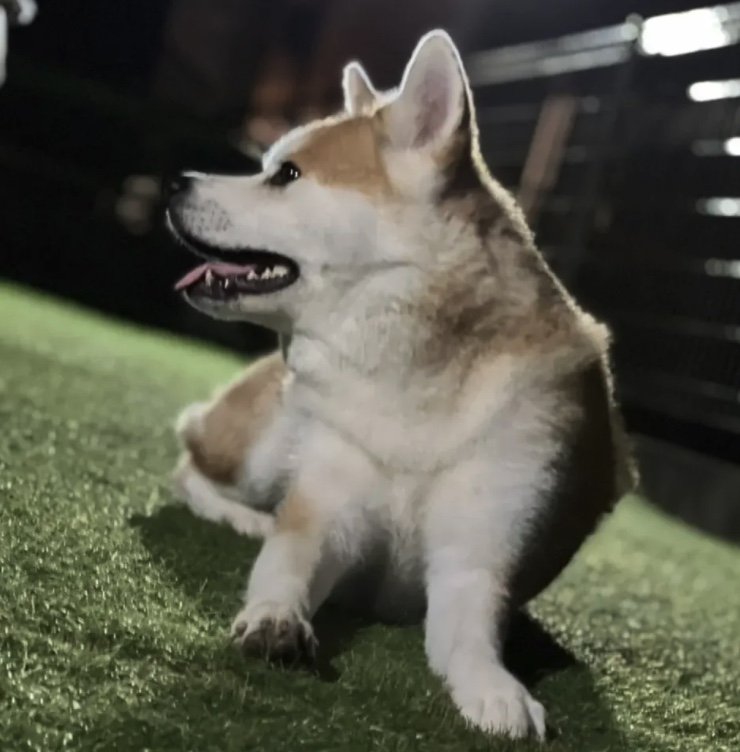 提供：秋田犬 杏(あん)と蓮(れん)さん