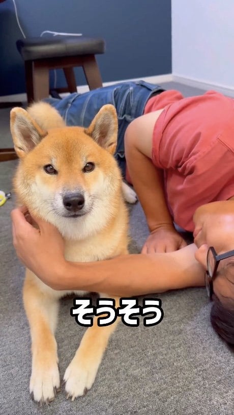 提供：柴犬ぽてとさん