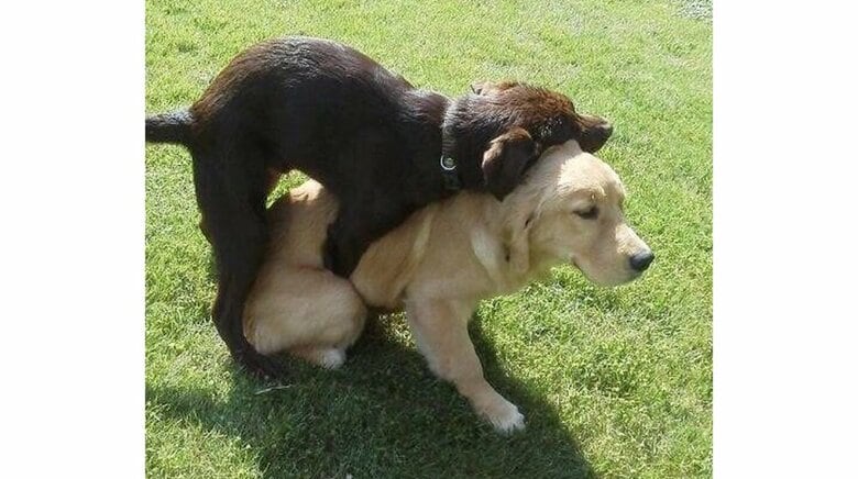 いじられまくっても、固まって過ぎ去るまでじっと待つという