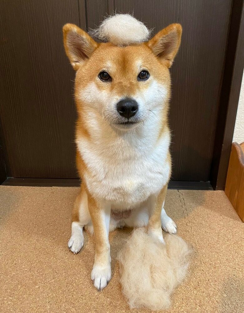 換毛期