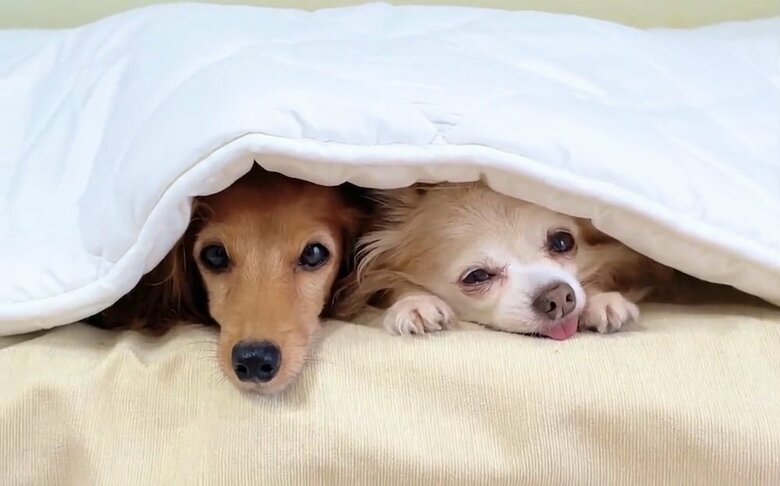 寝起きの理事長ちゃん（左）と店長ちゃん（右）