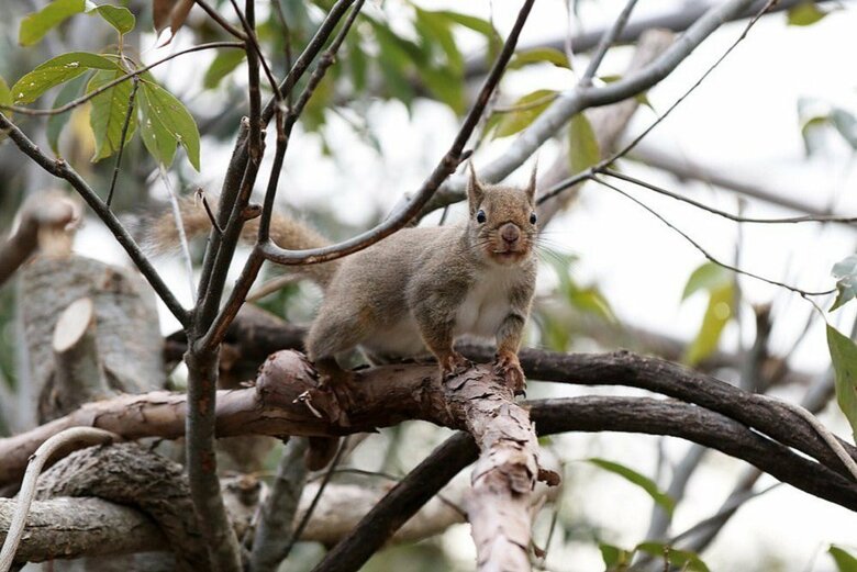（提供：神戸どうぶつ王国）