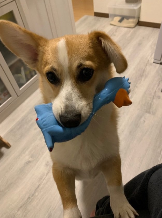 お気に入りのおもちゃと銀太くん