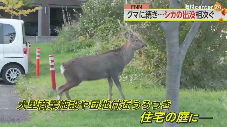 札幌市の市街地に出没したシカ。二次被害を防ぐため、捕獲が難航しているという（25日）