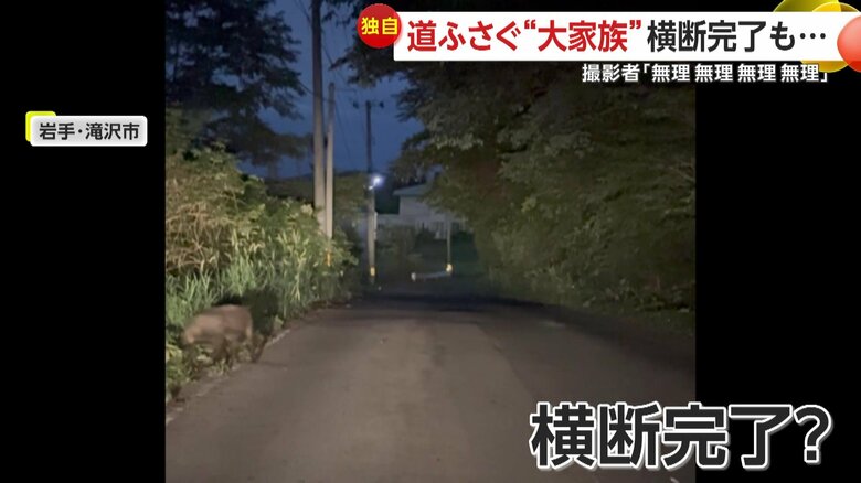 うり坊たちが渡りきり、親も茂みに入り完了かと思われた横断