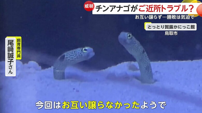 互いに譲らなかった2匹