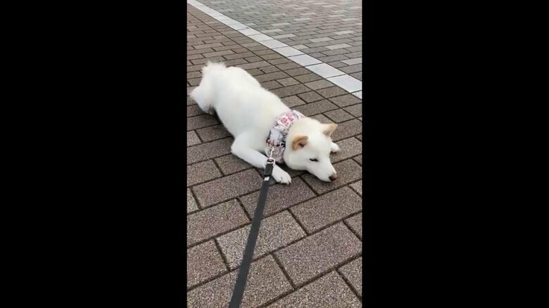 伏せの姿勢で散歩拒否