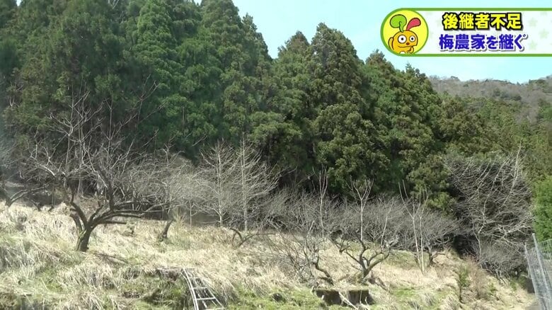 かつては毎年約3000人が訪れるほどの梅農園があった場所には雑草が…