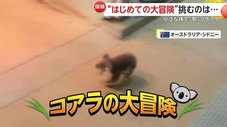 シドニーの駅で撮影された“コアラの大冒険”
