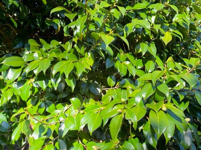 椿の葉や果皮はこれまで利用されてこなかった