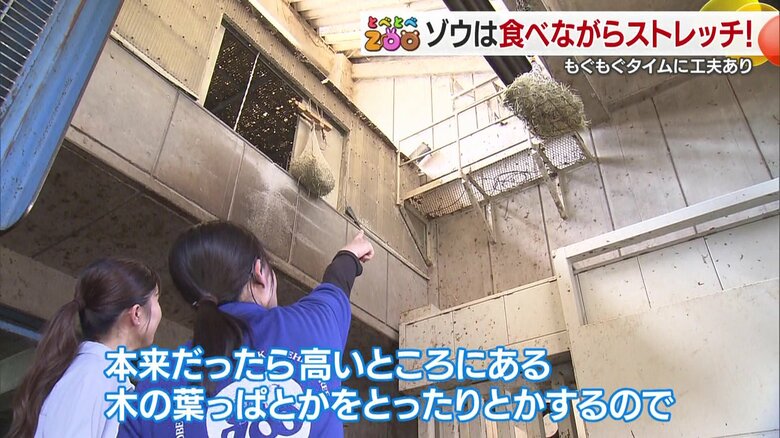 ゾウたちの健康の秘訣