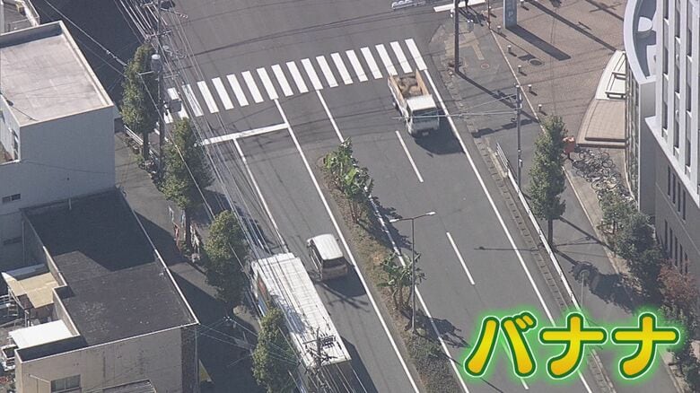 中央分離帯に植えられた“無許可バナナ”