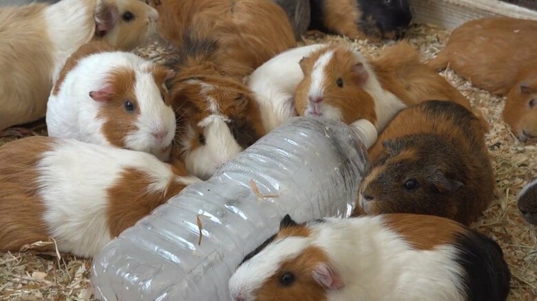 画像提供：公益財団法人東京動物園協会